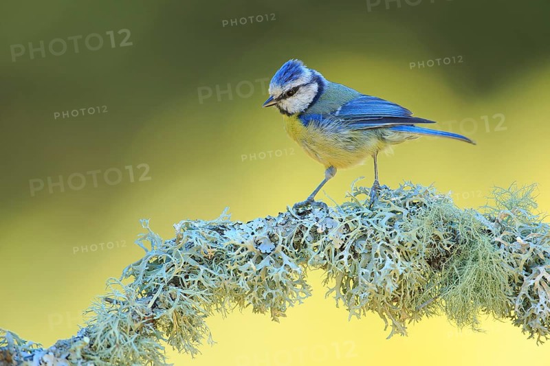 Eurasian Blue Tit (Cyanistes caeruleus) perched on lichen branch, Andalusia, Spain