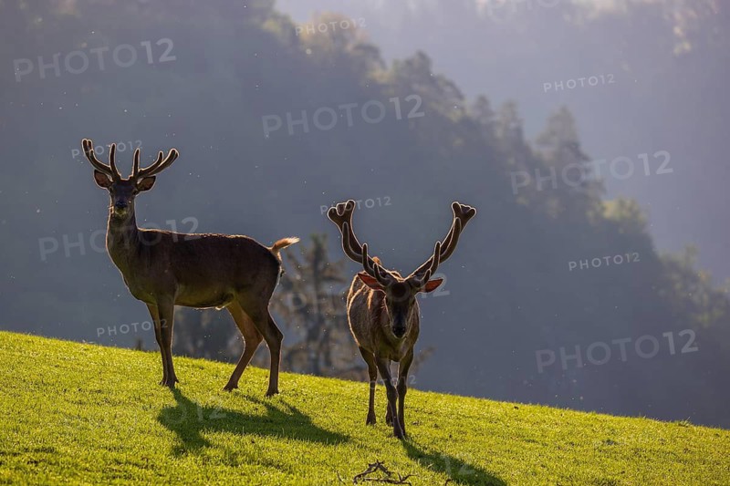Two Red Deer stags (Cervus elaphus) stand on a meadow in backlit condition. A forest in the distant background