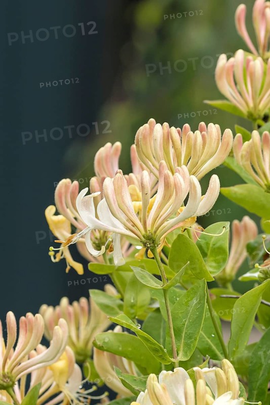 Honeysuckle (Lonicera periclymenum 'Graham Thomas'), Tuinen van Appeltern, Netherlands