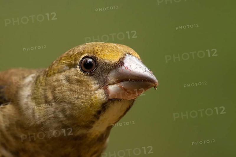 Hawfinch (Coccothraustes coccothraustes) juvenile, Utrecht, Netherlands