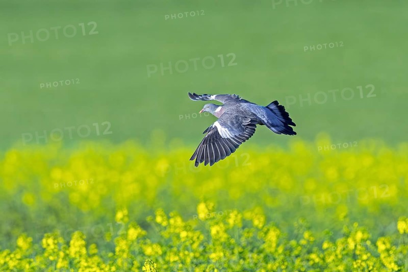 Common wood pigeon (Columba palumbus) flying over flowering rape field in spring