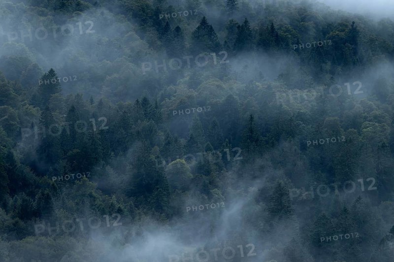 Forest in the fog, Vosges, FranceGamois (Rupicapra rupicapra), Vosges, France