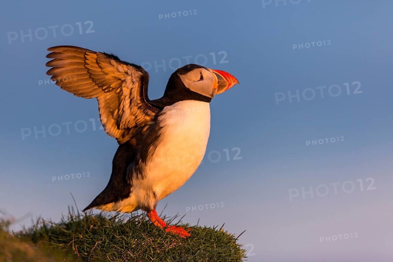Atlantic Puffin (Fratercula arctica) flapping, Látrabjarg, Iceland