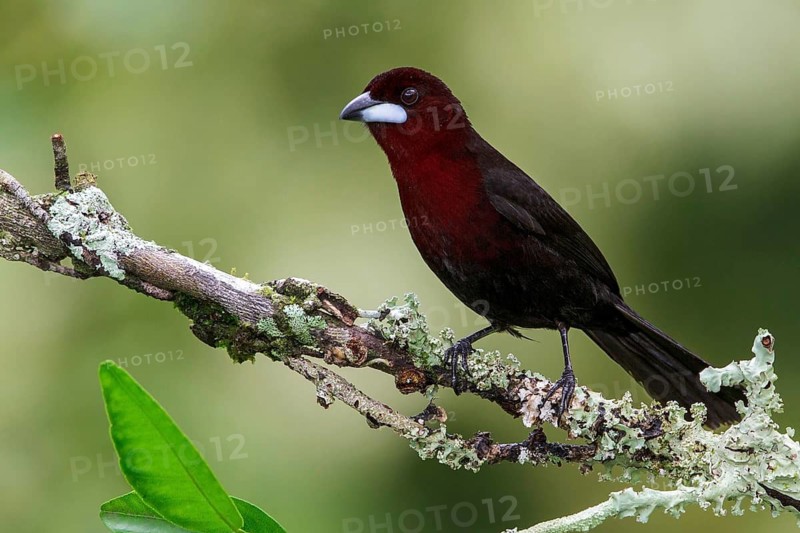 Silver-beaked Tanager (Ramphocelus carbo) perched on a branch in Manu National Park, Peru