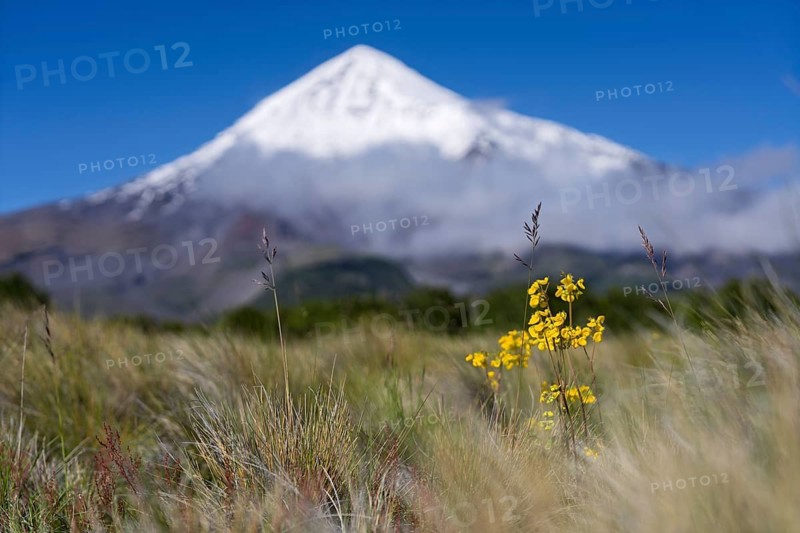 Yellow flowering slipper flower bush (Calceolaria) with grasses in the foreground, snow-covered Lanín volcano in the background, Lanín National Park, Neuquén Province, Argentina