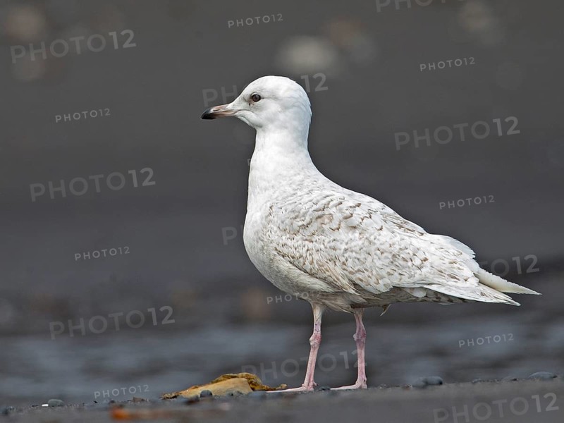 Iceland Gull (Larus glaucoides), Iceland