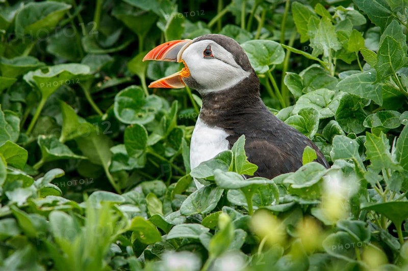 Atlantic Puffin (Fratercula arctica) adult calling, Farne Islands, United Kingdom