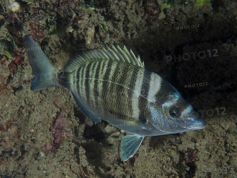 A striped fish, the pointed bream (Diplodus puntazzo), swims cautiously along a reef on the seabed, at the Hausriff dive site, Stoja, Pula, Croatia, Mediterranean Sea