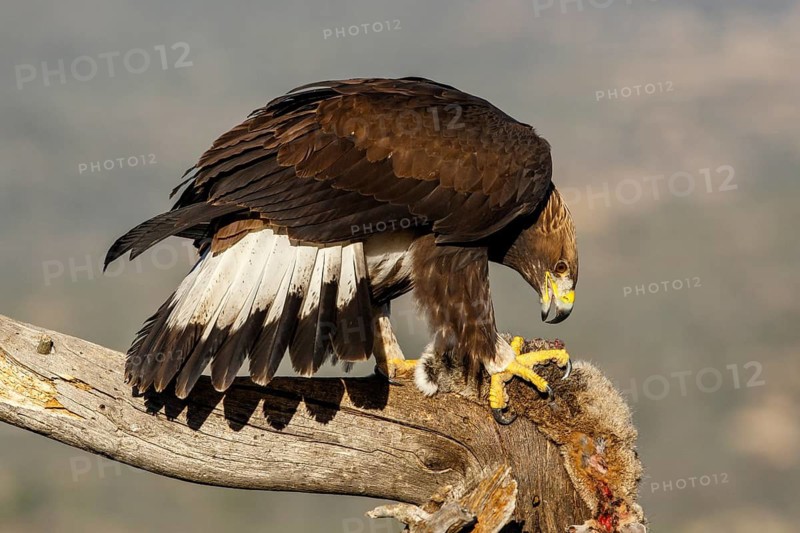 Golden Eagle (Aquila chrysaetos) immature, first winter plumage eating a rabbit, Castile and Leon, Spain