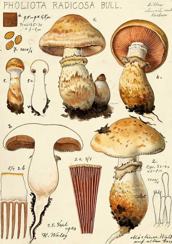 Mushroom, Mushrooms, Rooting Marzipan Fungus, Hebeloma radicosum, syn. Pholiota radicosa, authentic reproduction of an illustration by Hans Walty (1868-1948) from about 1915, historical