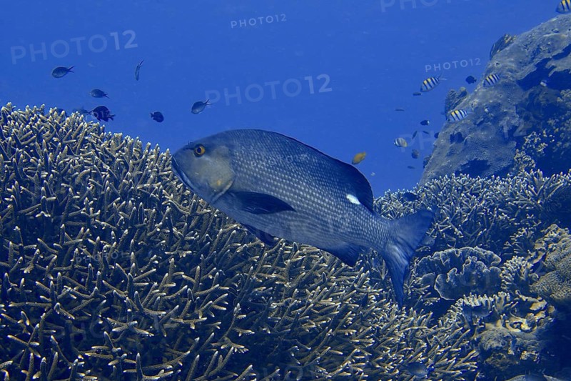 A large double spotted snapper (Lutjanus bohar) swimming above a living coral reef in the blue ocean, dive site SD, Nusa Ceningan, Nusa Penida, Bali, Indonesia