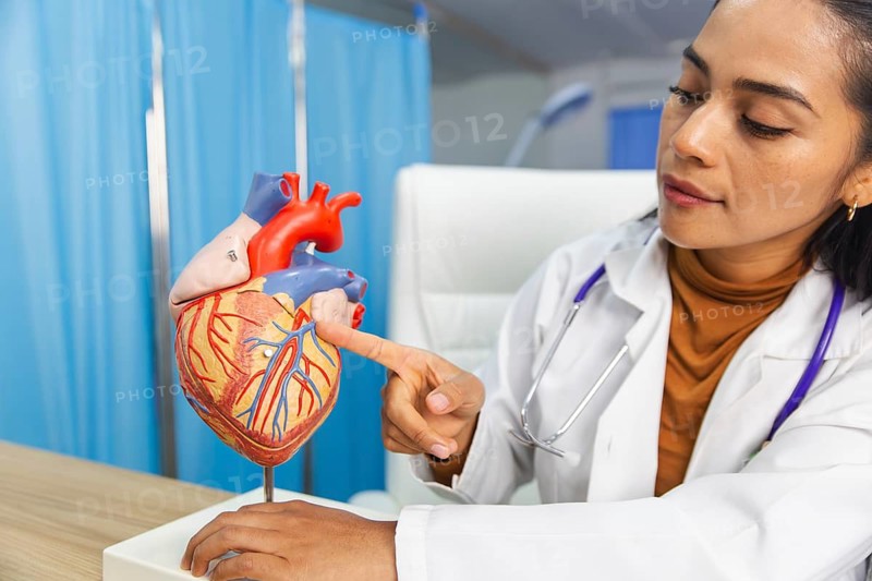 A female doctor examines an anatomical heart model on a desk, pointing out details with focus and precision. The setting is a medical office, showcasing a professional environment