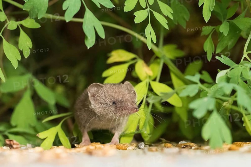 A house shrew (Crocidura russula) explores its surroundings amongst the leaves, showing curiosity, Hesse, Germany