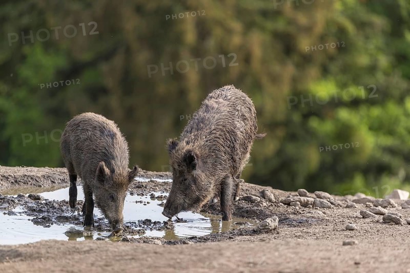 Two wild boar or wild pig (Sus scrofa), drinking water from a small pool in early morning light, with a green forest in the background