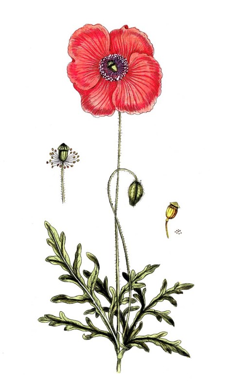 Papaver rhoeas, corn poppy, digital reproduction of a historical original, between 1790 and 1810