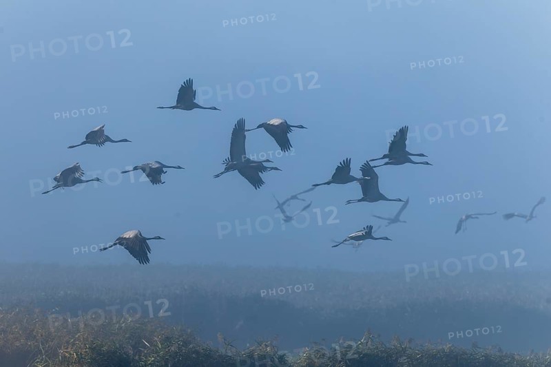Cranes flying in a flock over a misty landscape, Crane (Grus grus) wildlife, Western Pomerania Lagoon National Park, Zingst, Mecklenburg-Western Pomerania, Germany