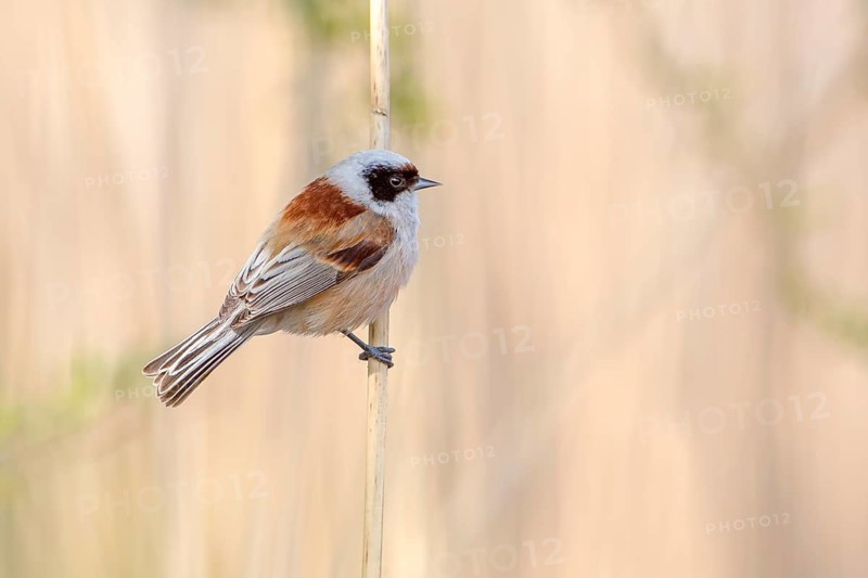 Eurasian Penduline Tit (Remiz pendulinus) male, Saxony-Anhalt, Germany
