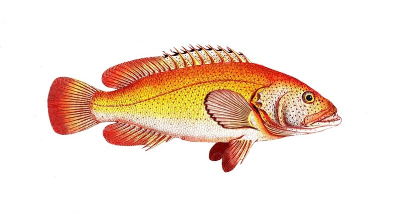 Fish, Fish, Genus of the Hussar Fish, Holocentrus auratus, The Golden Sogo, Historical, digitally restored reproduction from a 19th century original, Record date not stated