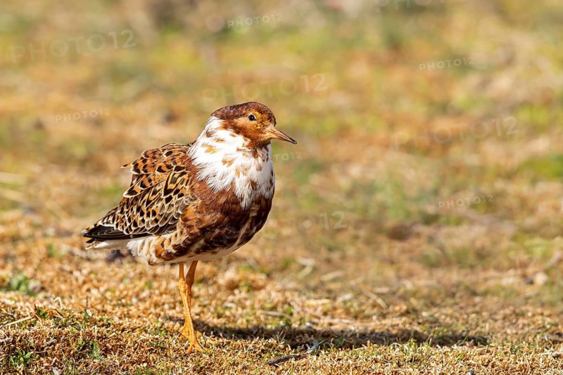 Ruff (Calidris pugnax) male, Oeland, Sweden
