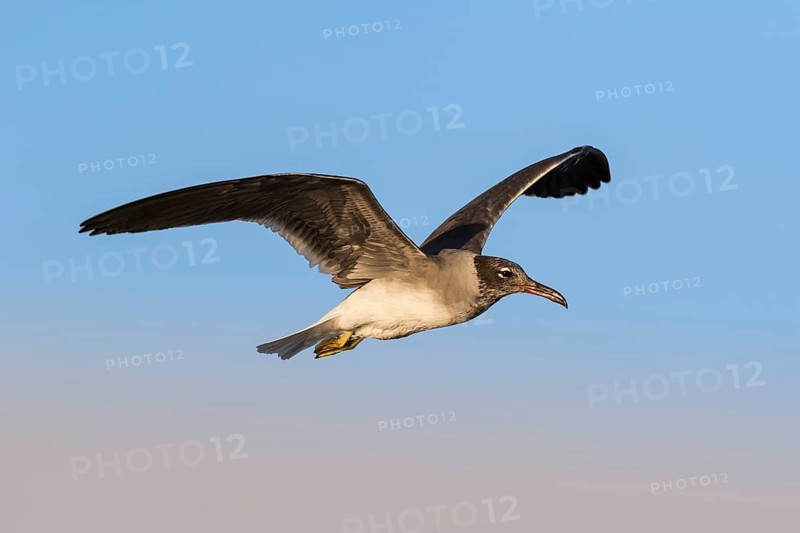 White-eyed Gull (Ichthyaetus leucophthalmus) juvenile flying, Eilat, Israel