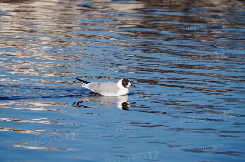 Seagull on the Elbe, Winter, Germany