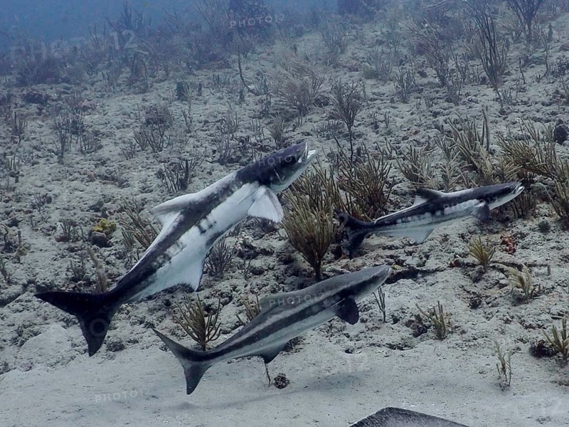 Three cobia (Rachycentron canadum), also known as kobia, kingfish or officer fish, are swimming near the sandy seabed at the Breakers dive site, Palm Beach, Florida, USA