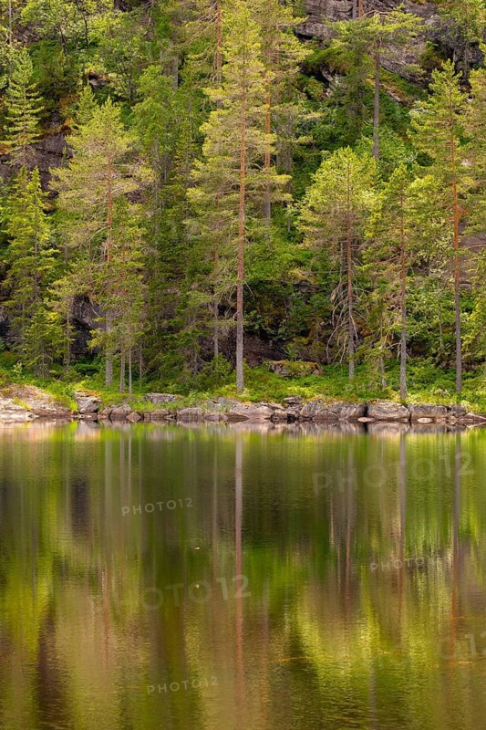 View of the reflection of a forest in the water of Lake Kaldvatn, Kviteseid, Telemark, Norway