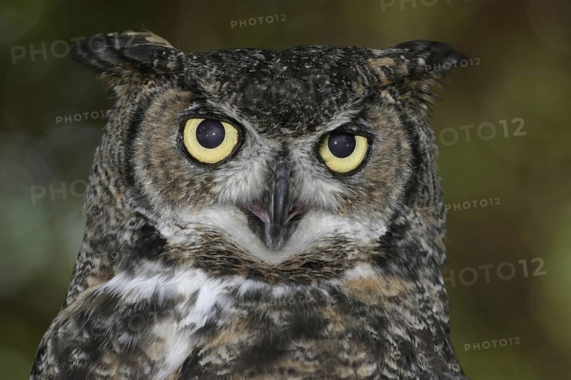 Great Horned Owl (Bubo virginianus), California, USA