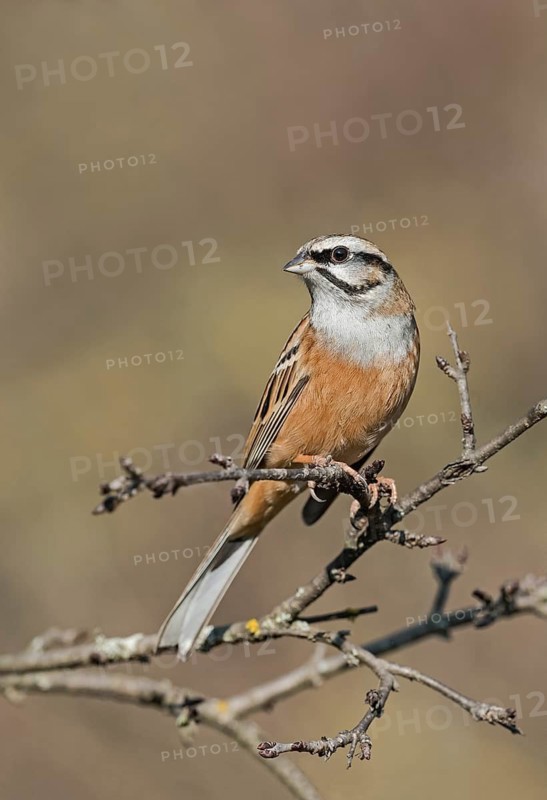 Rock Bunting (Emberiza cia) perched on a branch, Aosta Valley, Italy