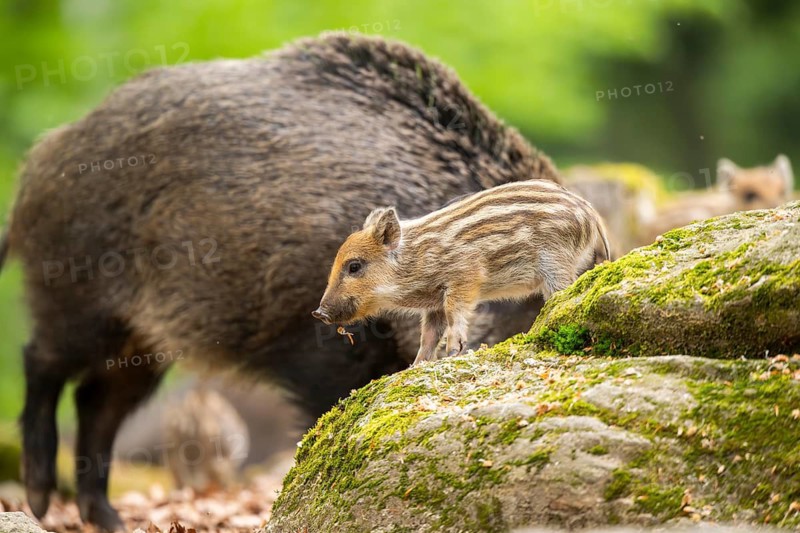 Wild boar (Sus scrofa) mother with her piglets (Squeaker) in a forest, Bavaria, Germany
