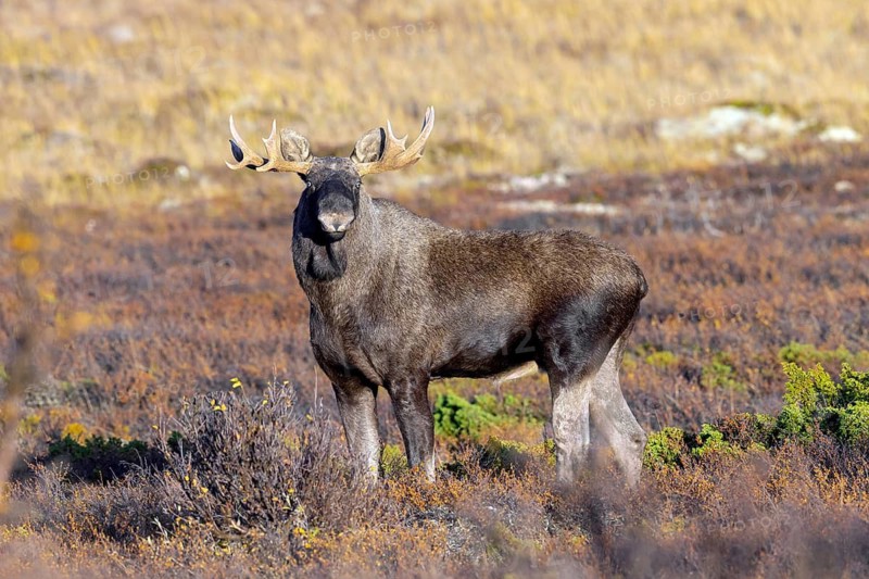 Moose, elk (Alces alces), adult bull, male foraging on the tundra in autumn, fall, Sweden, Scandinavia