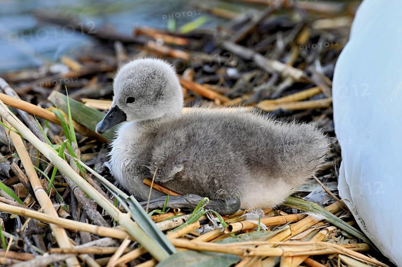 Mute swan (Cygnus olor), chick sitting on nest, Cham, Lake Zug, Canton Zug, Switzerland