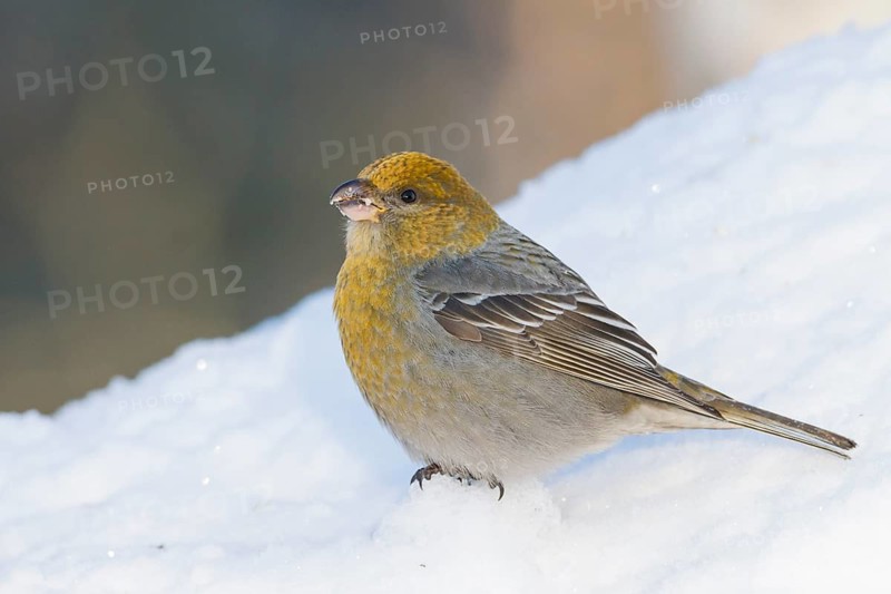 Pine Grosbeak - Hakengimpel - Pinicola enucleator, Finland