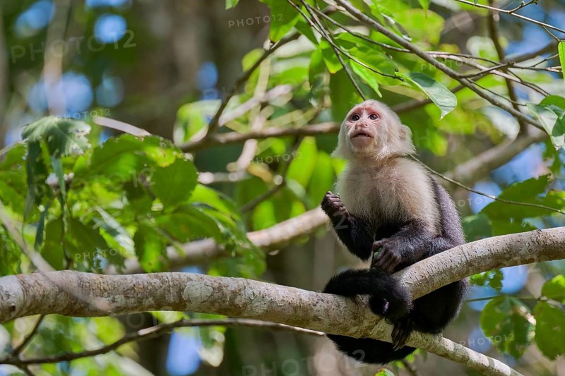 White-shouldered capuchin monkey (Cebus capucinus) Costa Rica