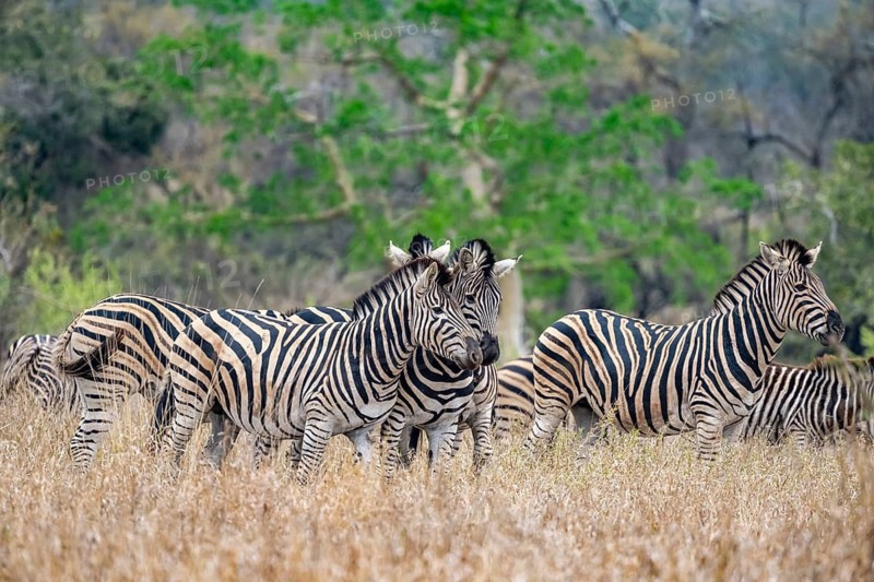 Plains zebras (Equus quagga), cuddling, heads together, in high grass, Kruger National Park, South Africa