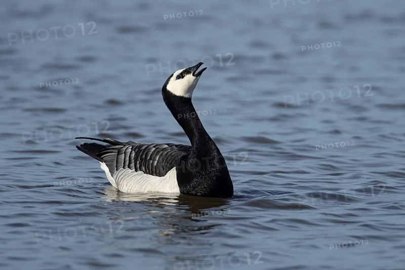 Barnacle goose (Branta leucopsis) adult bird calling on a lake, England, United Kingdom