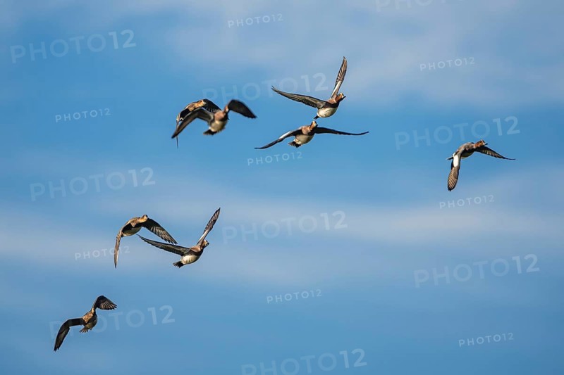 Eurasian Wigeon (Mareca penelope), birds in flight over Marshes at winter time
