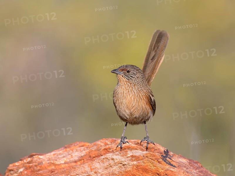 Dusky Grasswren (Amytornis purnelli) female, Northern Territory, Australia