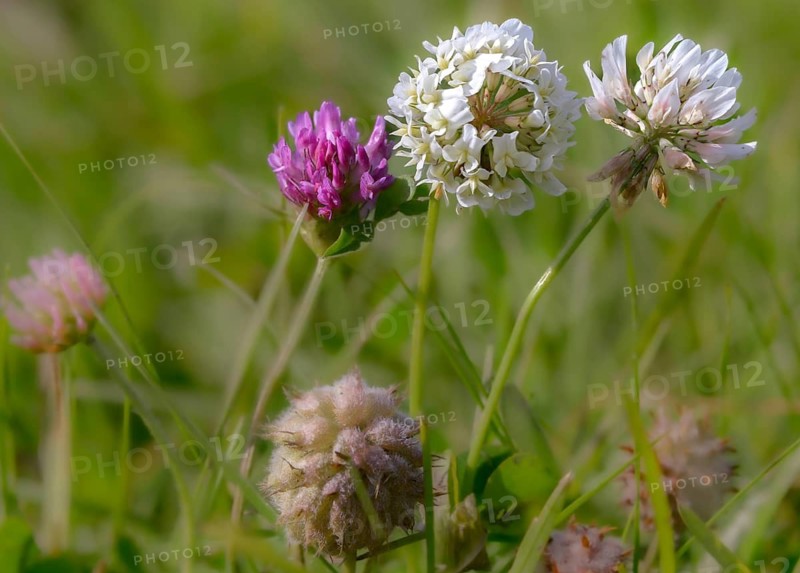Strawberry clover, fabaceae, raspberry clover, creeping clover, medium clover, butterflies, trifolium fragiferum, trifolium medium, trifolium repens, white clover, flora, clover, plants, plants, strawberry clover, white clover