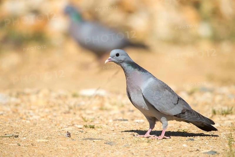 Columba Oenas, Holdove, Stock Pigeon, Birds, Columbidae, Doves, Pigeons, Birds