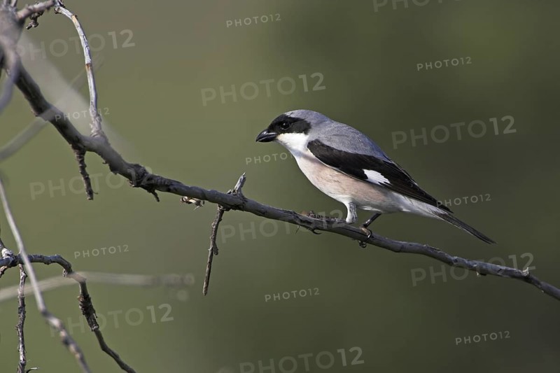 Lesser Grey Shrike (Lanius minor), Lesvos, Greece