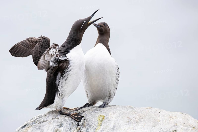 Guillemot (Uria aalge), two quarrelling birds on a cliff top, Hornøya Island, Vardø, Varanger, Finnmark, Norway
