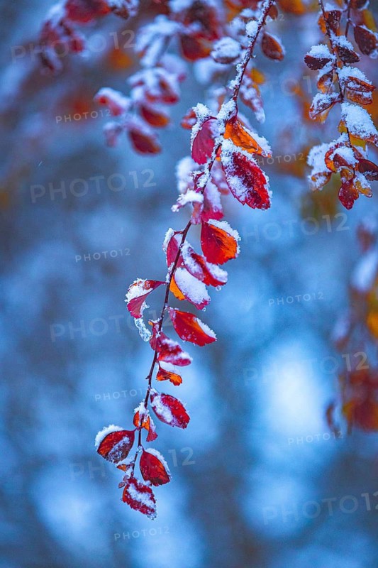 Snow-covered colourful leaves on a branch, winter, Ternitz, Lower Austria, Austria