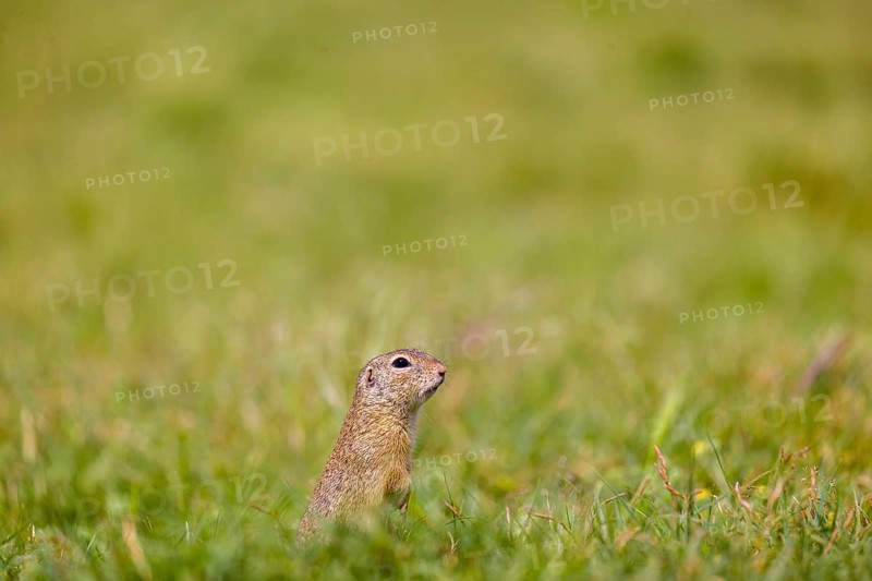 A European ground squirrel (Spermophilus citellus) or European souslik stands erected in green grass