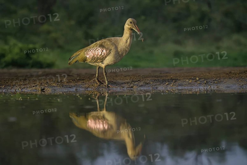 Hadada (Bostrychia hagedash) or Hadeda Ibis reflecting in water, Kwazulu Natal Province, South Africa