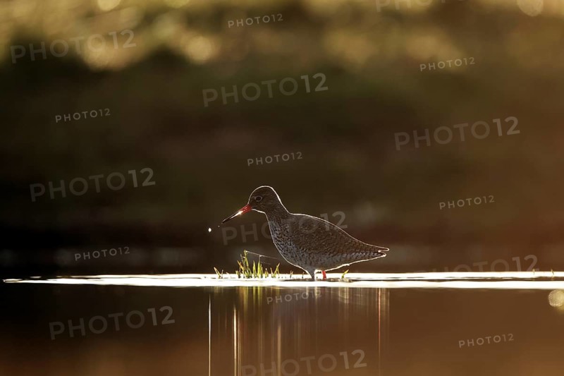 A solitary redshank wades through the serene waters at sunset in Puebla de BeleÃ±a, Spain. The bird silhouette is beautifully illuminated against the tranquil backdrop