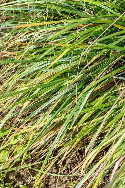 Green head grass (Sesleria heufleriana),  Germany