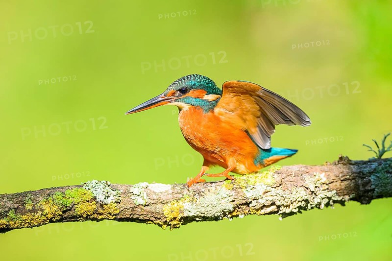 Common kingfisher (Alcedo atthis) sitting on a branch with autumncolours, wildife, Catalonia, Spain