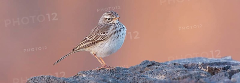 Canary Island pipit, (Anthus bertheloti) Songbird, family of stilts and pipits, Fuerteventura, Canary Islands, Spain