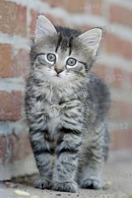 Domestic cat, Germany, tiger kitten standing in front of a brick wall, looks curiously with big eyes